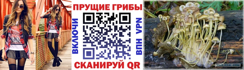Псилоцибиновые грибы GOLDEN TEACHER Москва